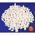 thumbnail image 3 of 1 Lb (1200) Tiny White Nassa Mini Shells (1/4-5/8") Beach Arts Crafts Hobby Bulk, 3 of 6
