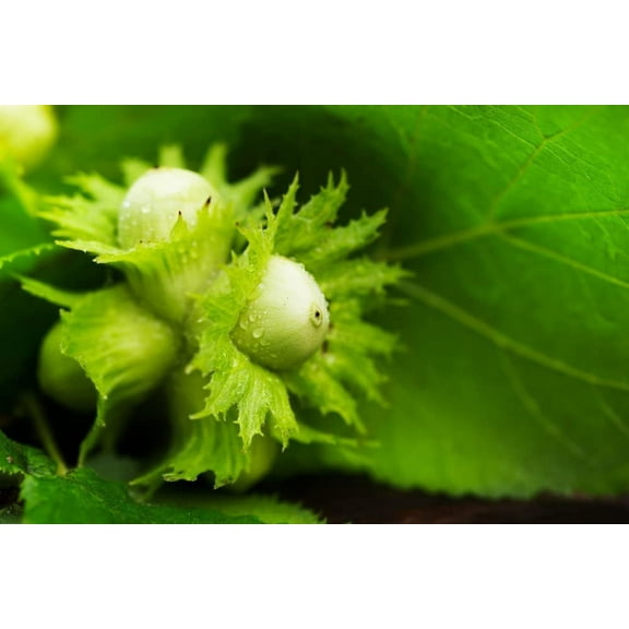 American Hazelnut Tree Seedlings for Planting | Live Tree Seedling (3 Seedlings) - No Ship to California