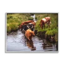Stupell Industries Rural Cattle Enjoying Stream Water Between Grassland Photograph Gray Framed Art Print Wall Art, Design by James Dobson