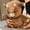 (Brown), variant on Running Bear Plushies, Running Stress Relief Stuffed Animal, 2026 New Moving Legs Stuffed Animal Toy, Soft and Cuddly Farm Animal Doll, Creative Gifts for Kids & Adults Girls and