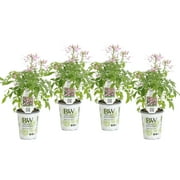 Angle View: 8-Pack, 4.25 in.Grande Pink Flowers Pequena Rosalita Spider Flower Cleome Live Plant