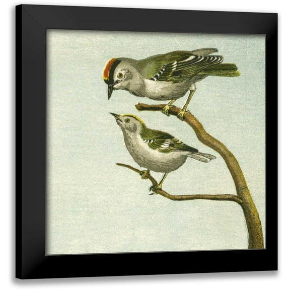 Unknown 12x12 Black Modern Framed Museum Art Print Titled - Mini Vintage Birds II
