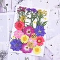 thumbnail image 4 of Juego de 30 flores secas hechas a mano, material de flores mixtas, muestras de plantas de flores para el hogar., 4 of 7