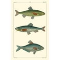 thumbnail image 3 of Pretre 10x14 Black Modern Framed Museum Art Print Titled - Freshwater Fish III, 3 of 5