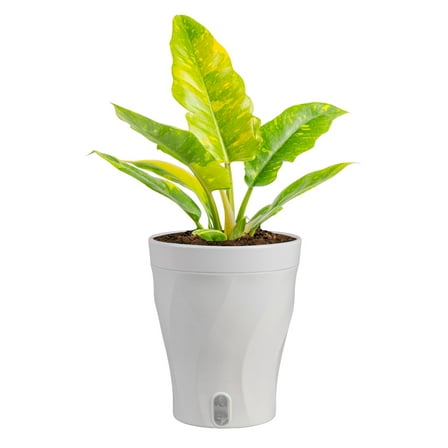 Costa Farms 12" Tall Philodendron Ring of Fire Live House Plants in 5" Self-Watering Pot