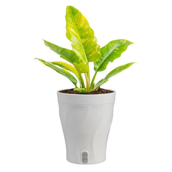 Costa Farms 12" Tall Philodendron Ring of Fire Live House Plants in 5" Self-Watering Pot