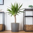 thumbnail image 5 of United Nursery Yucca Cane Live Plant, 24-32 In. Tall, Bright Green Leaves, 10-Inch Grower Pot, Indoor or Outdoor Decor, 5 of 9