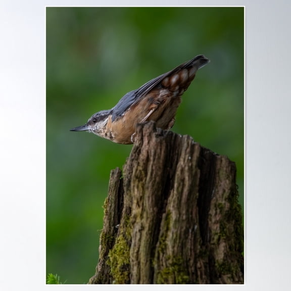 "Graceful Nuthatch Perched On Wooden Post" Poster Wall Art, Modern Wall Decor For Living Room Bedroom, 8x12 UNFRAMED