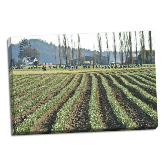 Gango Home Decor Daffodil Harvest I by Dana Styber (Ready to Hang); One 36x24in Hand-Stretched Canvas
