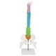 thumbnail image 1 of Modelo de columna vertebral, nuevo modelo de columna vertebral de esqueleto humano de tamaño natural coloreado con pelvis y fémur, eficiencia óptima, 1 of 8