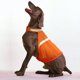 thumbnail image 1 of Chaleco reflectante para perros, chaqueta de seguridad de alta visibilidad con correas ajustables. Mantén a tu perro visible y a salvo de accidentes de tráfico y de la caza (1 unidad, naranja, L)., 1 of 5
