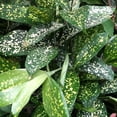 thumbnail image 2 of Dracaena Florida Beauty - Live Plant in a 6 Inch Growers Pot - Dracaena Surculosa 'Florida Beauty' - Beautiful Indoor Air Purifying Houseplant, 2 of 6
