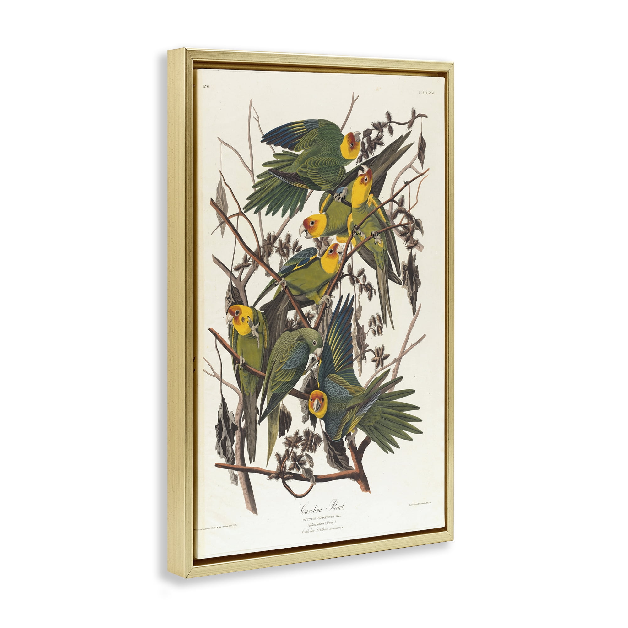 Stupell Industries Classic Carolina Parrot Study Animals Painting Gold Floater Framed Canvas Art Print Wall Art, 17 x 25