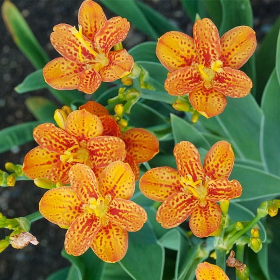 Freckle Face Blackberry Lily Flower Bulbs - Orange Lilies - Attracts Butterflies and Hummingbirds - Good as Cut Flowers - Perennializing