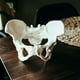 thumbnail image 4 of Modelo de Pelvis Femenina de TamañO Real, Modelo de Cadera, Modelo de AnatomíA Femenina, Modelo PéLvico de Hueso de Cadera, Modelo AnatóMico Femenino, 4 of 6