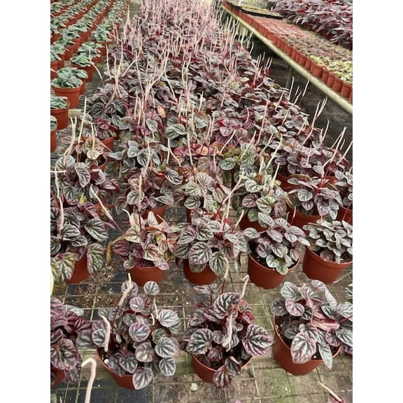 BubbleBlooms Peperomia Luna Red Ripple Wholesale Bulk Plants 4 inch 30-Pack
