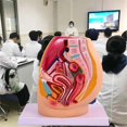 thumbnail image 5 of Female Vagina Anatomical Model Lifesize Median Sagittal Section, 5 of 5