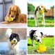 thumbnail image 2 of Juguete indestructible para perros grandes, juguete masticable de goma resistente y chirriante., 2 of 5