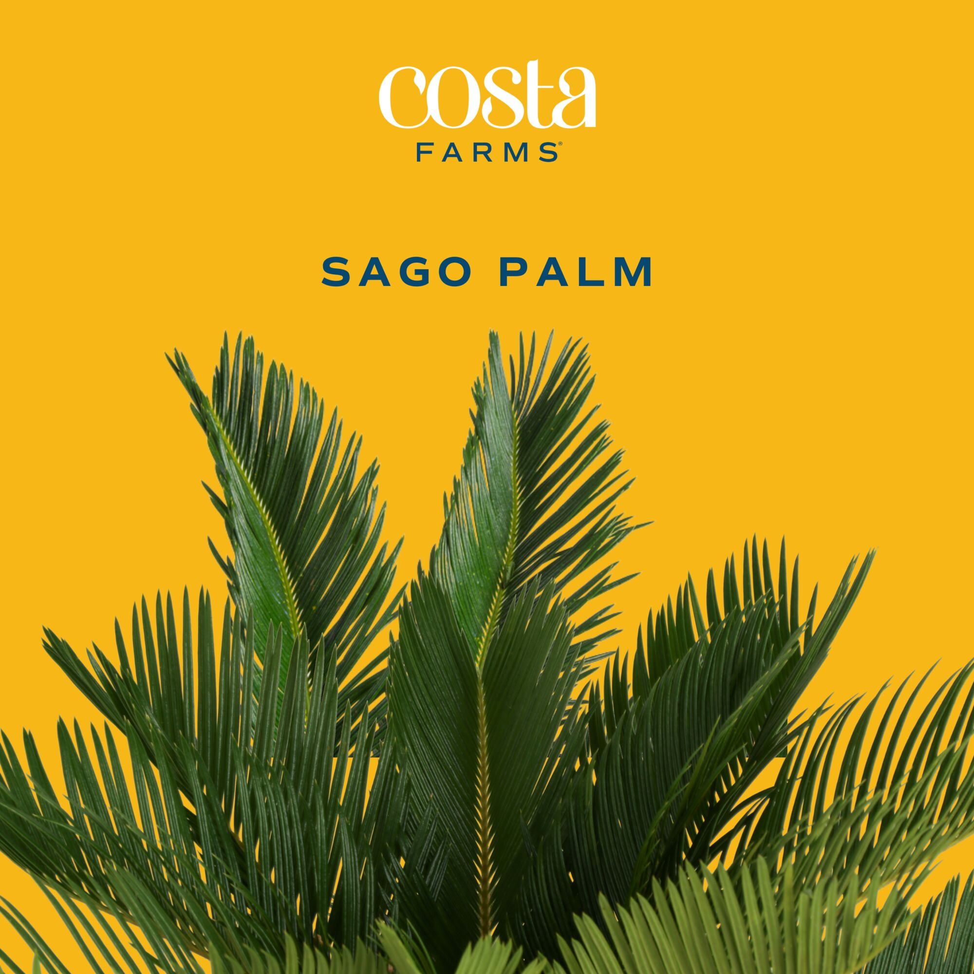 Costa Farms 12" Tall Sago Palm Live House Plants in 5" Self-Watering Pot