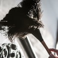 thumbnail image 2 of Wool Shop Delicate Light Ostrich Feather Cleaning Duster Brown 13 inch, 2 of 3
