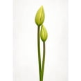 thumbnail image 3 of Gronkjar, Lotte 14x18 Black Modern Framed Museum Art Print Titled - Tulip Time, 3 of 5