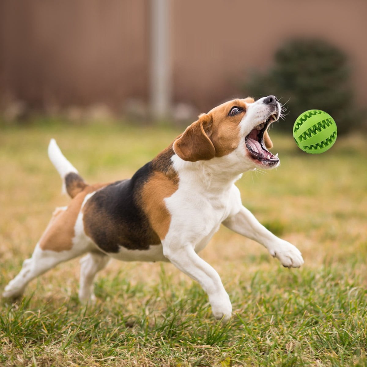 Dog teeth cleaning ball sale