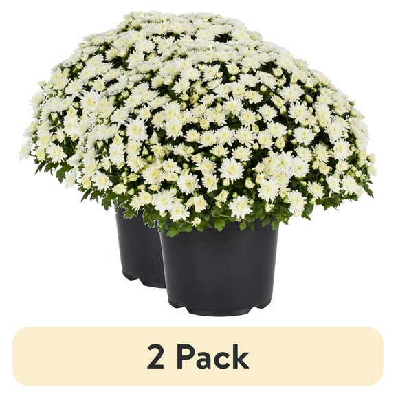 (2 pack) Expert Gardener 3.0QT White Mum Live Plant in Grower Pot