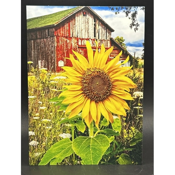 Sunflower Barn Blank Greeting Card w/Envelope