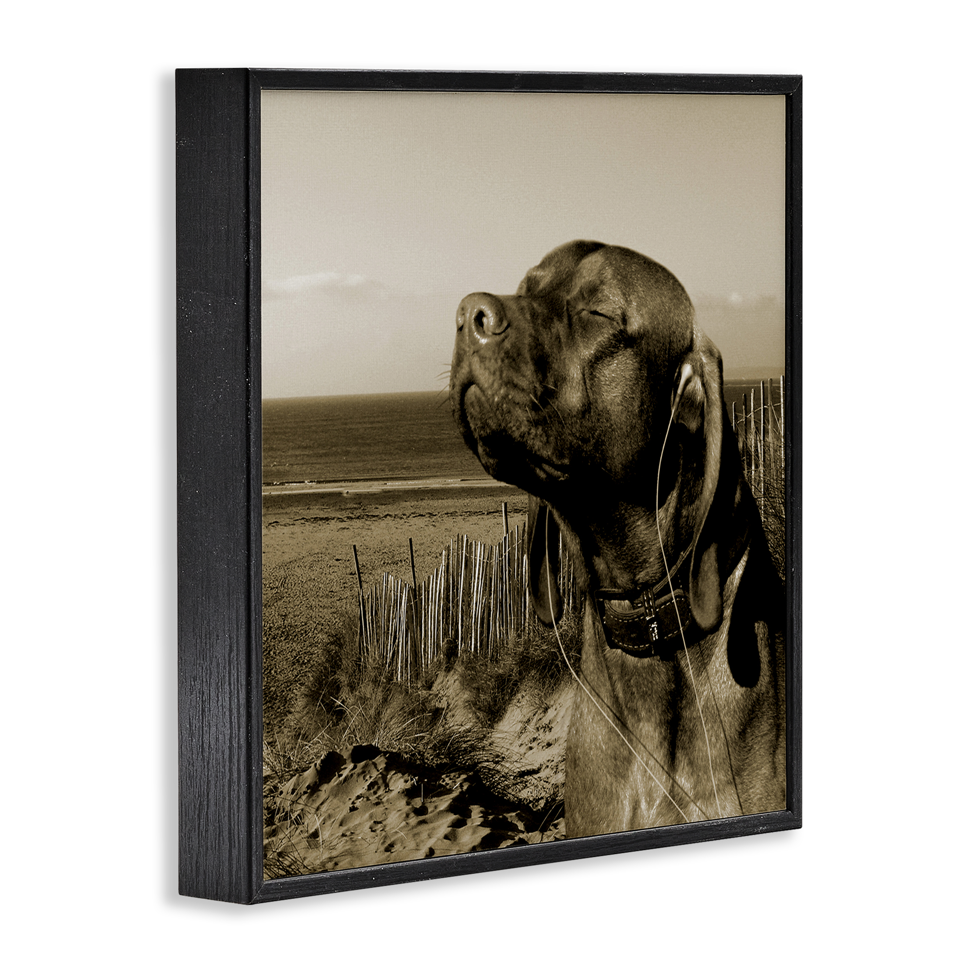 Stupell Industries Relaxed Dog with Music Animals & Insects Photography Black Framed Art Print Wall Art, 12 x 12