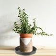 thumbnail image 4 of 4pcs Exquisite Flowerpot Trays Succulent Container Trays Flower Plant Saucers for Indoor, 4 of 9