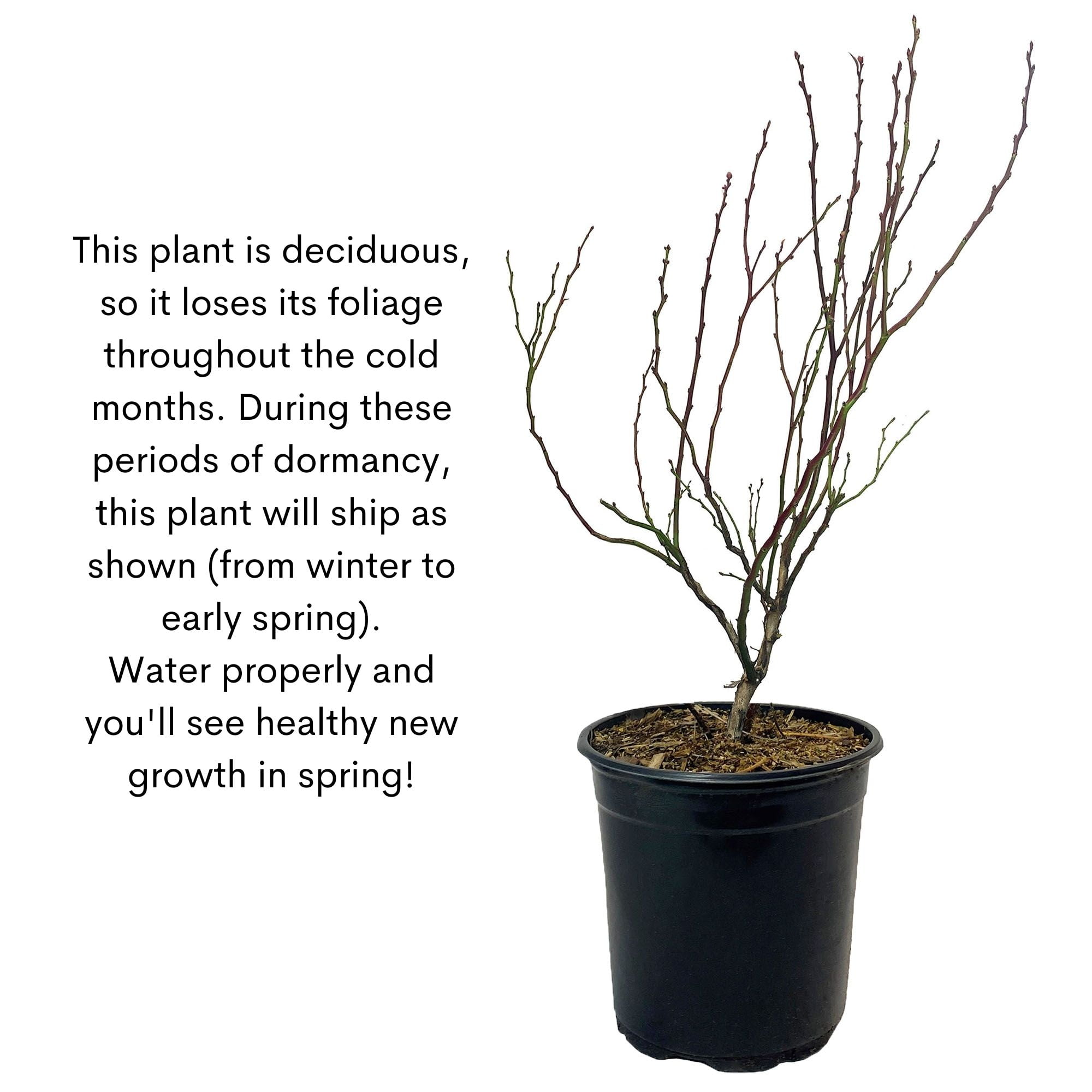 Blueberry Biloxi Live Shrub (2.25 Gallon)