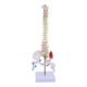 thumbnail image 1 of Modelo de vertebral humana Baoblaze con soporte 45 cm, 1 of 8