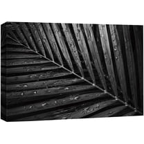 wall26 Canvas Print Wall Art Coconut Palm Tree Leaves with Raindrops Floral Nature Photography Minimalism Tropical Scenic Relax/Calm Black and White for Living Room, Bedroom, Office - 16"x24&quo