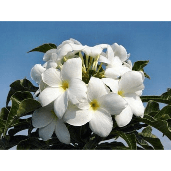 Bridal Bouquet Plumeria pudica Plant - Frangipani - 4" pot