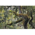 thumbnail image 2 of Jones, Adam 18x13 White Modern Wood Framed Museum Art Print Titled - Live oak trees draped in Spanish moss-Polk County-Florida, 2 of 4