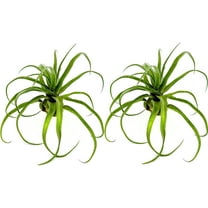 ragnaroc Live Air Plants - Tillandsia Streptophylla Jumbo – 2 count 5-9 inches – Ideal for gifts & presents, live indoor plants & live house-plants – live plants for home décor, 30 Day Guarantee