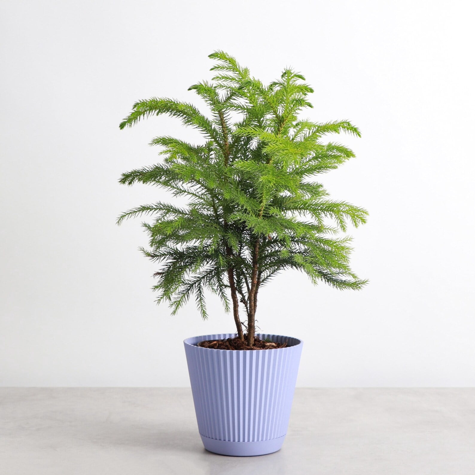 Live Norfolk Pine Plant - Air Purifying - 4" Decorative Pot Cover - Thorsen's Greenhouse