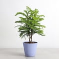 thumbnail image 3 of Live Norfolk Pine Plant - Air Purifying - 4" Decorative Pot Cover - Thorsen's Greenhouse, 3 of 5