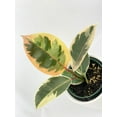 thumbnail image 6 of Ficus Elastica Tineke Variegated Rubber Plant - Live Air-Purifying Indoor Plant in Nursery Pot – Easy Care, Low Maintenance Houseplant for Home & Office Decor, Natural Air Cleaner, Best for Beginners, 6 of 9