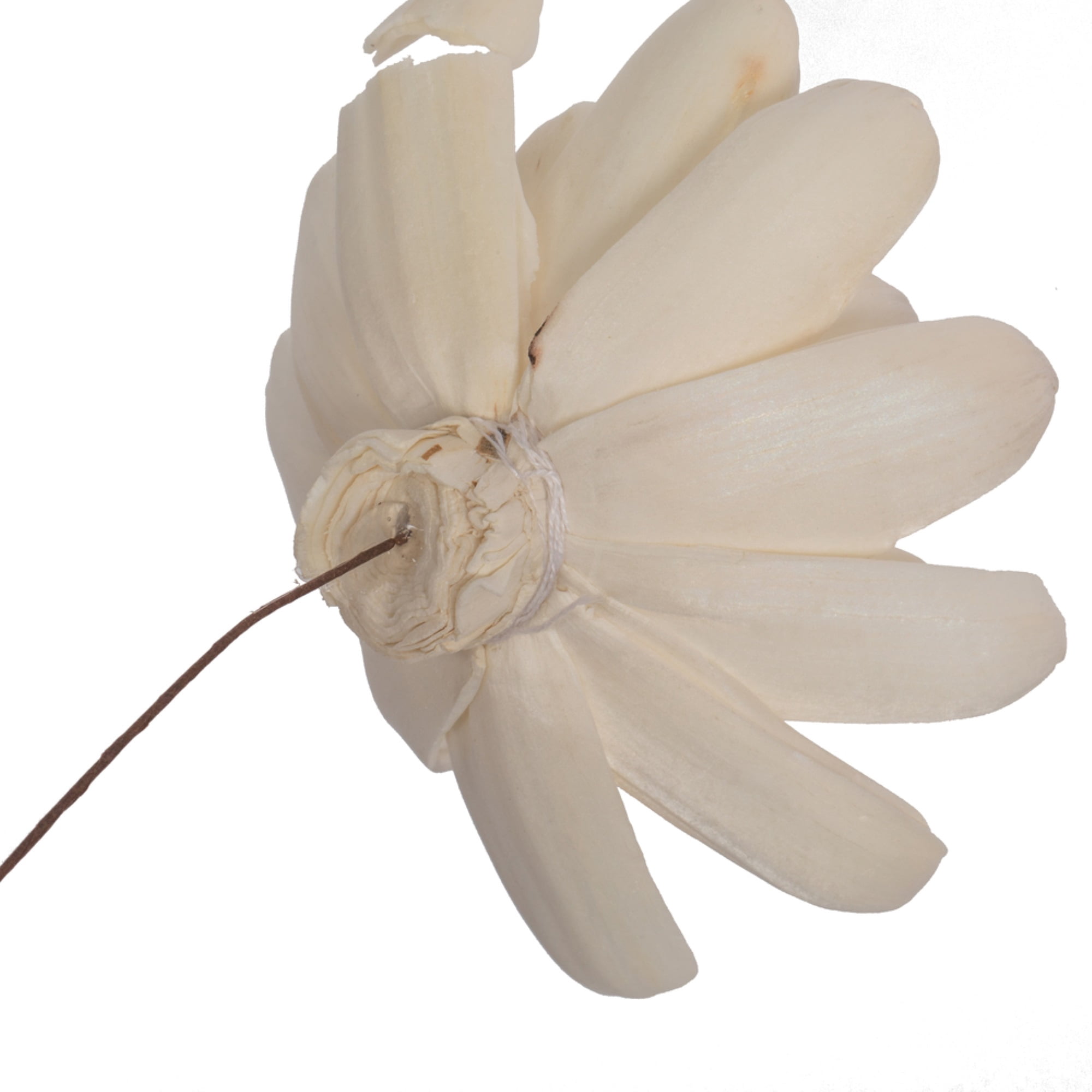 Vickerman 686409 - 4" Crocus Sola Flower on 12" stem 12/bg (H7SFS060) Dried and Preserved Flowers