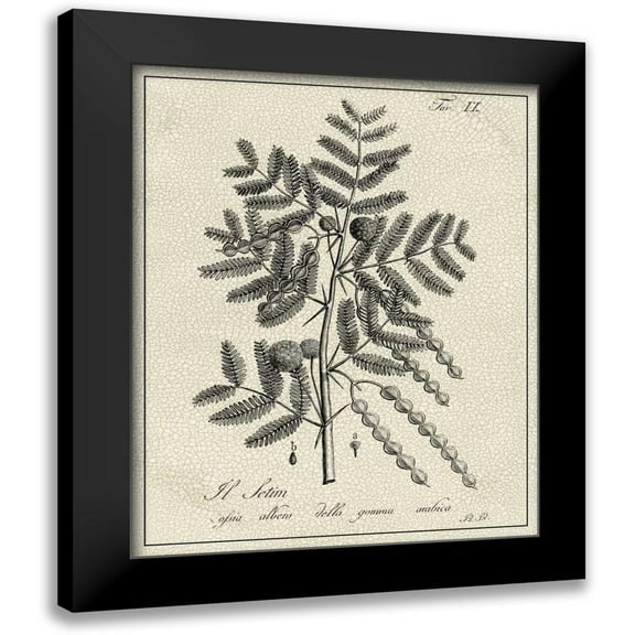 Vision Studio 12x14 Black Modern Framed Museum Art Print Titled - Antique Black and White Botanical I
