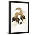thumbnail image 1 of St Bernard Dog 14 Week Old Puppy, Framed Art Print Wall Art Sold by ArtCom, 1 of 5