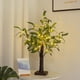 thumbnail image 2 of Olivo decorativo de 18 pulgadas con 30 luces LED de color blanco cálido, funciona con pilas o USB, con temporizador, árbol de vegetación artificial con luces de cadena para bodas, fiestas, 2 of 5