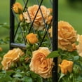 thumbnail image 4 of Golden Showers Dormant Bare Root Climbing Rose, Includes one dormant plant per order, 4 of 4