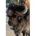 thumbnail image 2 of Hopkins, Cindy Miller 13x18 Black Ornate Wood Framed with Double Matting Museum Art Print Titled - USA-Wyoming-Yellowstone National Park-Lone male American bison-aka buffalo with frost on face-Head, 2 of 4