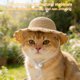 thumbnail image 5 of Pet Mini Sun Hat For Cats Dogs Pet Sun Protection Cap Hat Cute Accessory Small Dog Beach Hat Summer Pet, 5 of 9