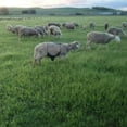 thumbnail image 2 of MYG Tablier Anti-Accouplement avec Ajustabilité pour Contrôle de l'Élevage de Chèvres et Moutons, 2 of 9