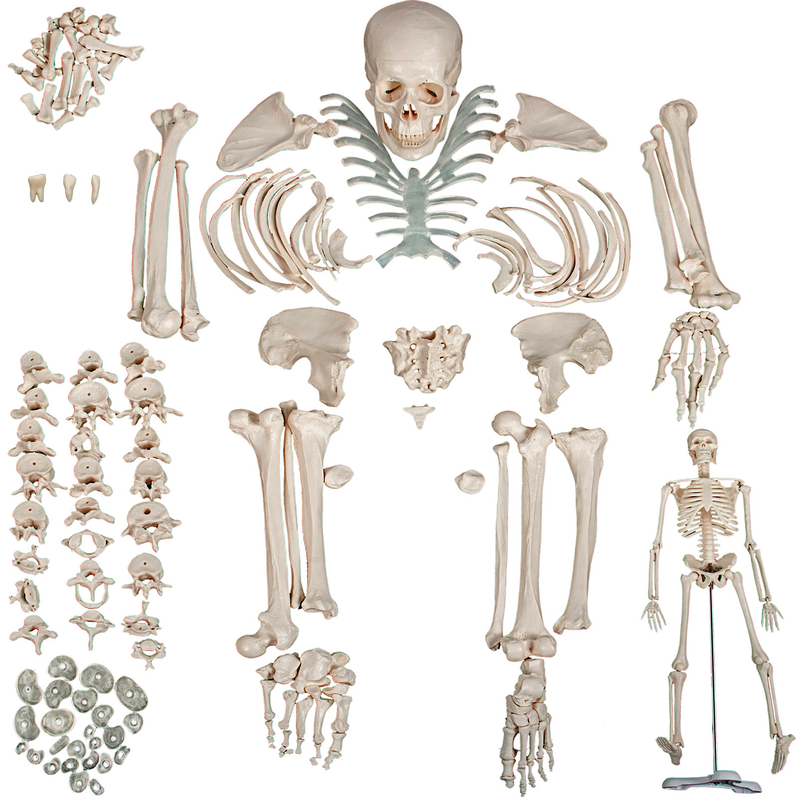 VEVOR Disarticulated Skeleton 62 inch Model Height