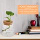 thumbnail image 5 of Jardinera de cristal de escritorio 2 unids Chic Hydroponics Jase Junter Glass Jase para el hogar, 5 of 5