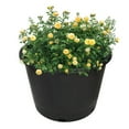 thumbnail image 3 of SEBLAFF Trade Heavy Duty Huge Premium Nursery Pot Root Garden Container Fast Shipping, 3 of 12